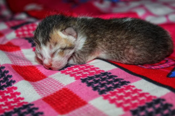 Gatito Lindo Durmiendo Una Manta — Foto de Stock