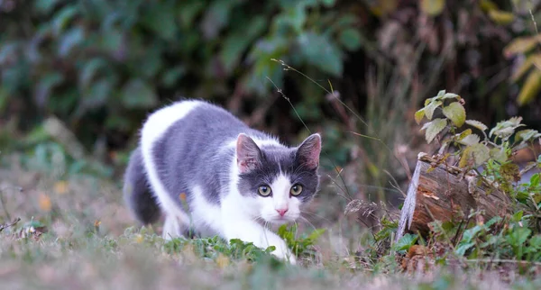 Een Schattige Groenoog Kat Staart Naar Camera Een Tuin — Stockfoto