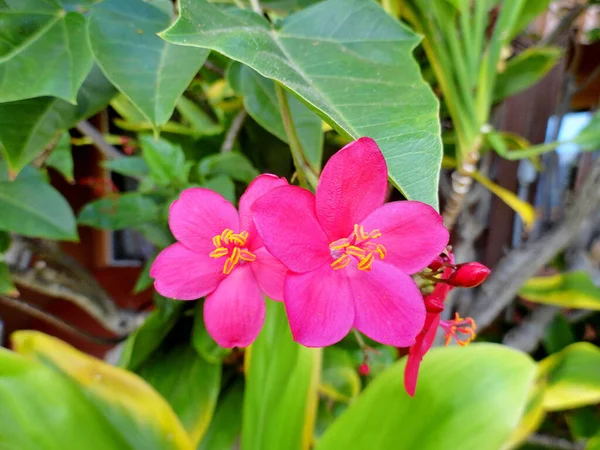 Uno Scatto Selettivo Bellissimi Fiori Jatropha Integerrima Rosa — Foto Stock