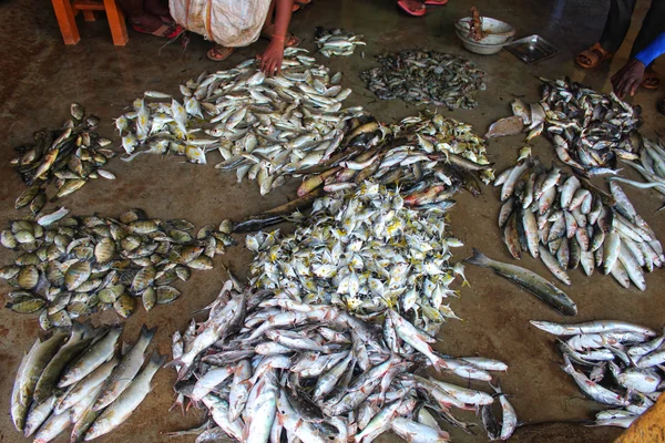 Balık Yığınları Pazarda Satılıktır — Stok fotoğraf