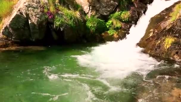 Beautiful Waterfall Forest — Stock Video