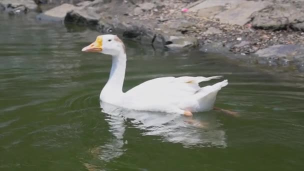 Cisne Branco Lago — Vídeo de Stock