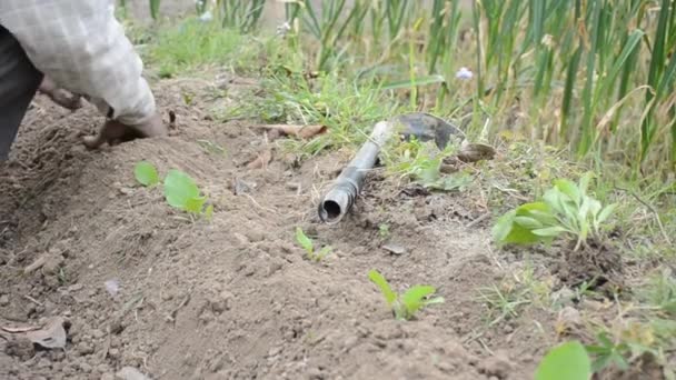 Man Die Groenten Plant Een Moestuin — Stockvideo