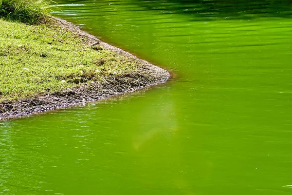 Närbild Klargrön Sjö — Stockfoto