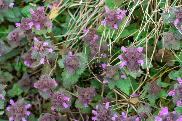 Una Vista Superior Las Flores Púrpura Lamium Purpureum Campo —  Fotos de Stock