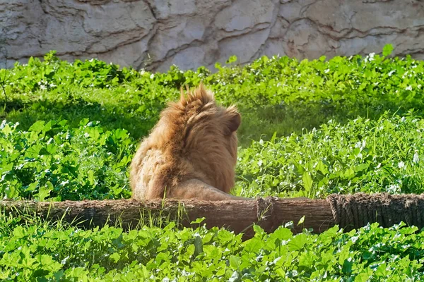 Африканский Лев Отдыхает Зеленой Траве — стоковое фото