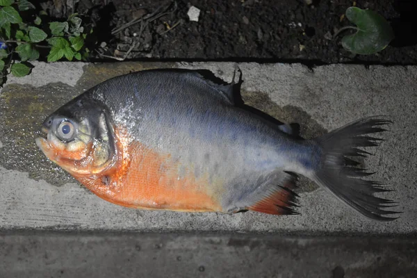 Een Top Uitzicht Van Een Rood Buik Piranha Grond Onder — Stockfoto