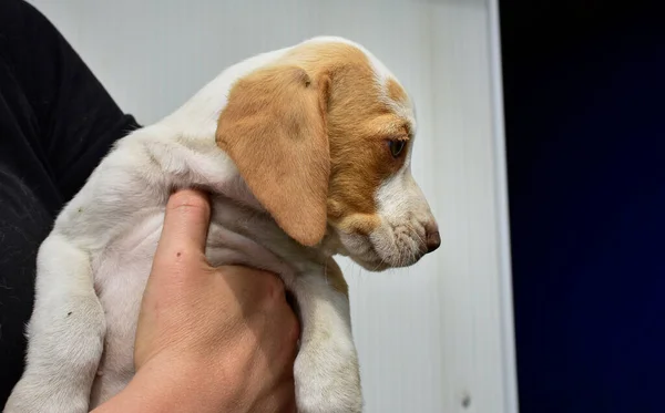 Cachorro Branco Com Manchas Castanhas Claras Nas Mãos Uma Mulher — Fotografia de Stock