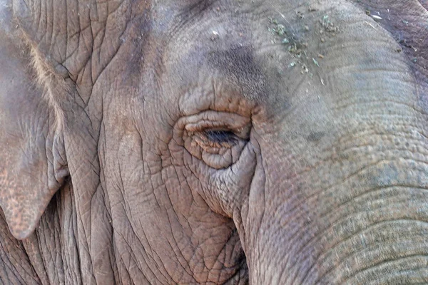 Tiro Perto Uma Cabeça Elefante — Fotografia de Stock