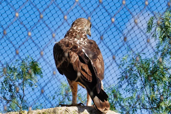 一只鹰在有栅栏的笼子里岩石上的特写镜头 — 图库照片