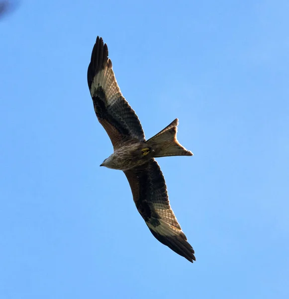 Ângulo Baixo Pássaro Pipa Vermelha Voando Fundo Céu Azul — Fotografia de Stock