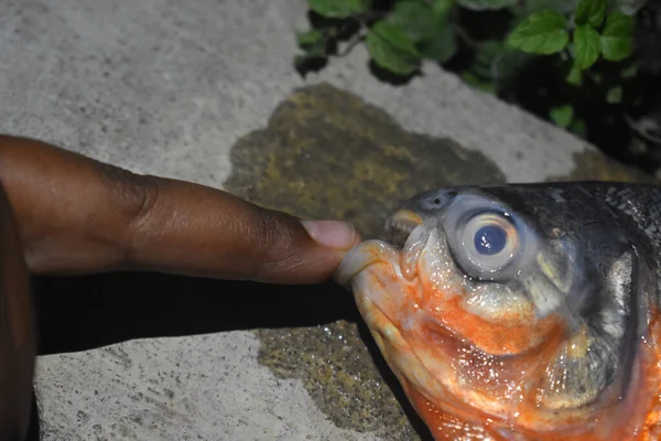 Closeup Person Touching Red Bellied Piranha Ground Lights — Stock Photo, Image