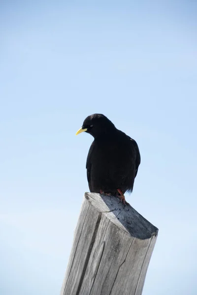 Egy Függőleges Lövés Egy Alpesi Chough — Stock Fotó