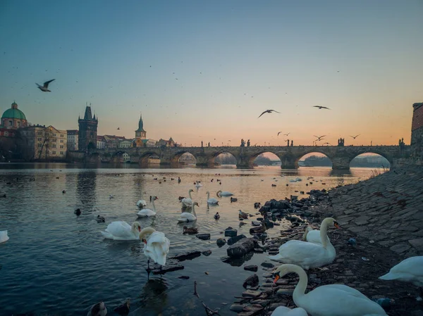 Ein Schöner Blick Auf Die Karlsbrücke Prag Tschechien Durch Schwäne — Stockfoto