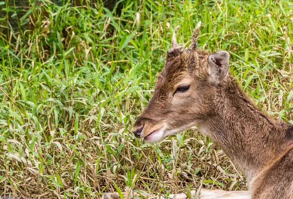 Profil Jeune Cerf Avec Petits Bois Détendre Sur Sol Avec — Photo