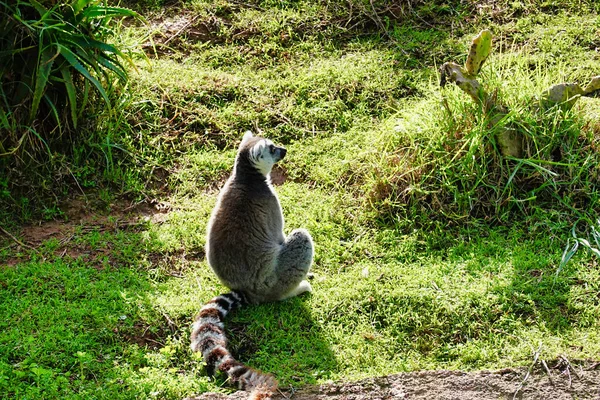 Liten Lemur Sitter Det Gröna Gräset — Stockfoto