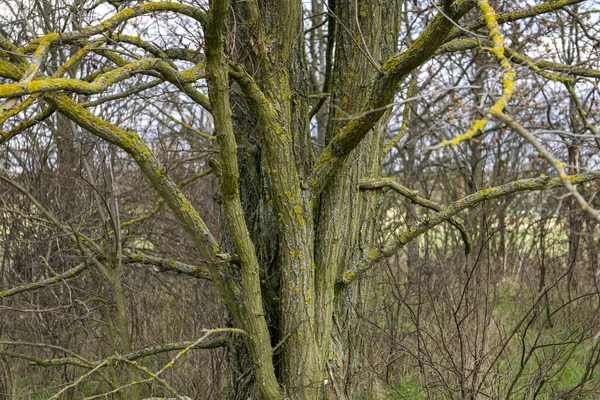 树枝上覆盖着黄色的苔藓 — 图库照片