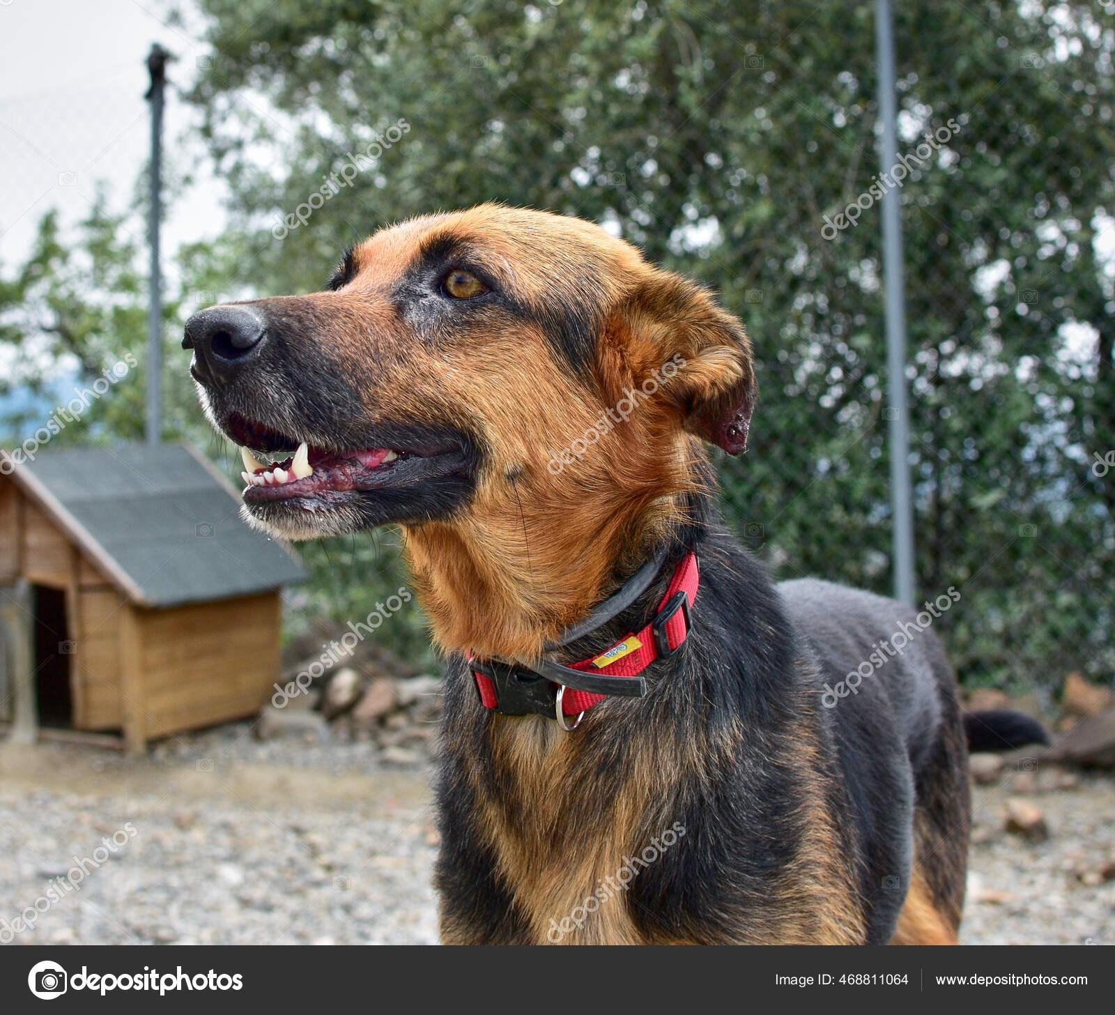 犬小屋の近くの犬小屋でロットワイラーとドイツの羊飼いの混合物 — ストック写真 © Wirestock #468811064, image size:1600x1456