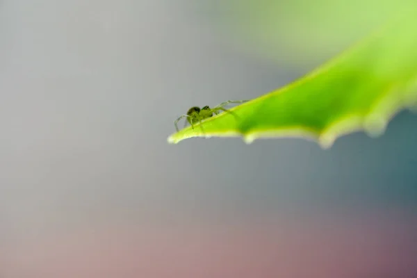 Макрознімок Комахи Зеленому Листі — стокове фото