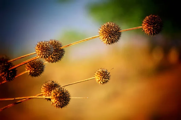 Den Kaliforniska Sycamore Platanus Racemosa Pulserande Suddig Bakgrund — Stockfoto