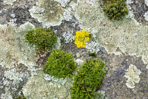 Detailní Záběr Obrovské Skály Pokryté Mechem — Stock fotografie