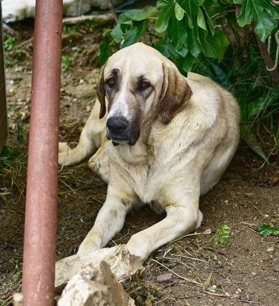 Ein Großer Weißer Wachhund Sitzt Auf Dem Boden Unter Dem — Stockfoto