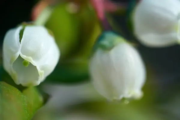 Крупним Планом Ніжні Білі Квіти Чорниці — стокове фото