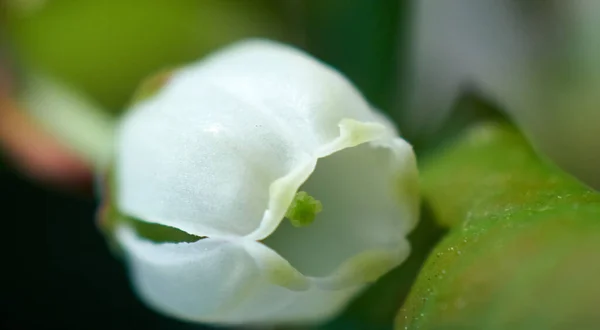 Крупним Планом Ніжна Біла Квітка Чорниці — стокове фото