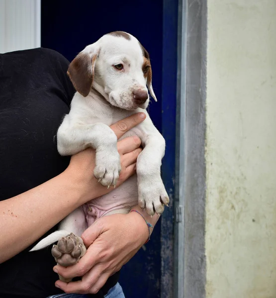 Uma Mulher Segurando Filhote Cachorro Branco Resgatado Bonito Com Manchas — Fotografia de Stock