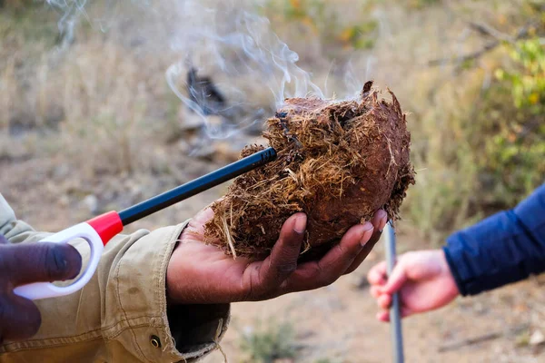 Уроженец Южной Африки Демонстрирует Медицинское Использование Дыма Горящего Слоновьего Навоза — стоковое фото