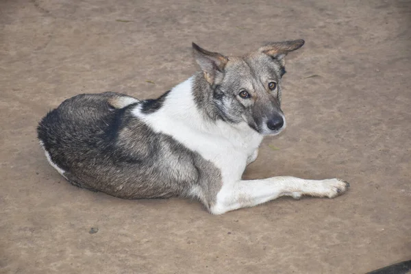 一只流浪狗躺在混凝土表面的特写镜头 — 图库照片