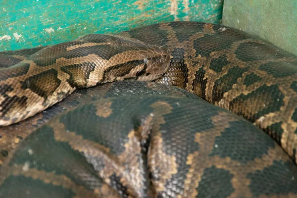 Egy Közeli Felvétel Egy Veszélyes Burmai Pythonról Amint Testén Nyugszik — Stock Fotó