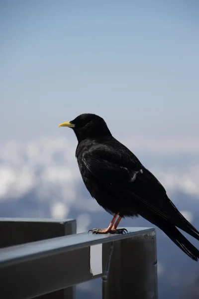 Een Verticaal Schot Van Een Alpine Chough — Stockfoto