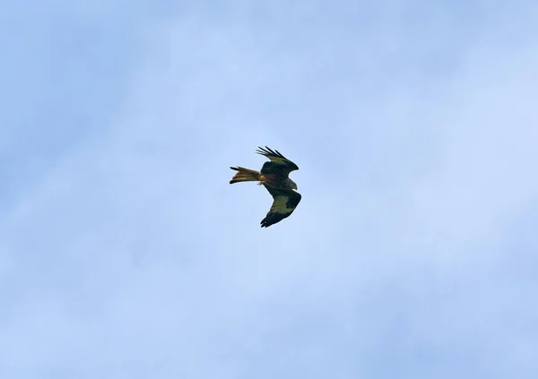 Low Angle Red Kite Bird Flying Background Blue Sky — 스톡 사진