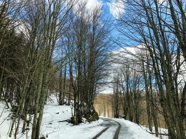 Een Prachtig Uitzicht Een Weg Het Bos Winter — Stockfoto