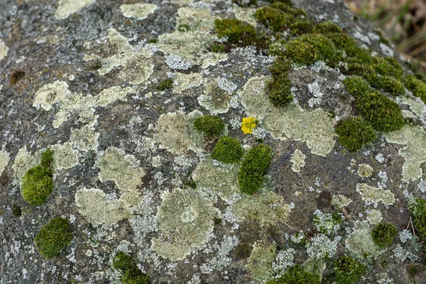 Detailní Záběr Obrovské Skály Pokryté Mechem — Stock fotografie