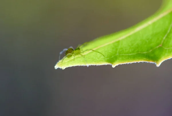 Plan Macro Insecte Sur Une Feuille Verte — Photo