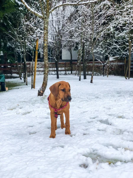 Eine Vertikale Aufnahme Eines Niedlichen Braunen Hundes Der Verschneiten Park — Stockfoto