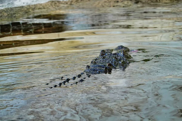 Een Close Shot Van Een Alligator Loert Het Meer — Stockfoto