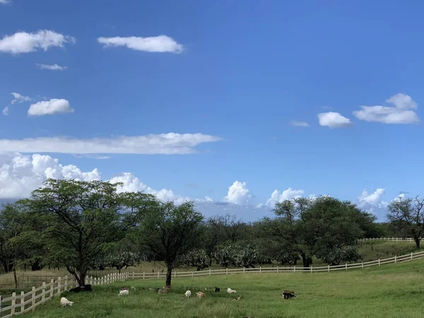 Vacker Bild Gröna Höglandet Med Träd Blå Molnig Himmel — Stockfoto