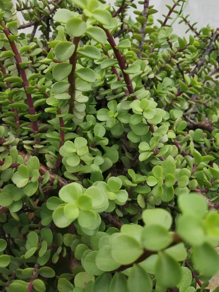 Mooie Muehlenbeckia Bloemstukken Met Groene Bladeren — Stockfoto