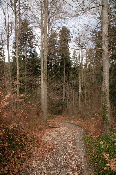 Plano Vertical Estrecho Sendero Frondoso Través Del Bosque Otoñal Con —  Fotos de Stock