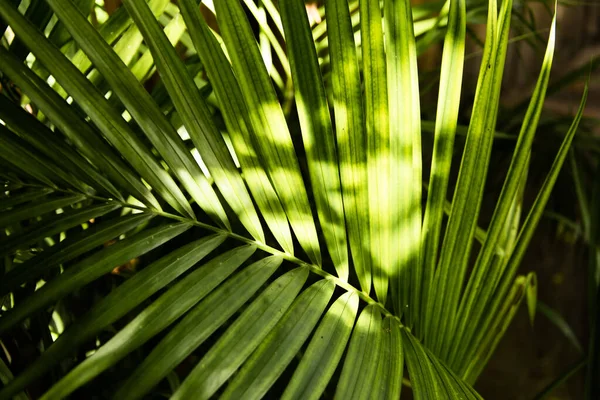 Primer Plano Hojas Verdes Brillantes Afiladas Una Planta Exótica Bajo — Foto de Stock