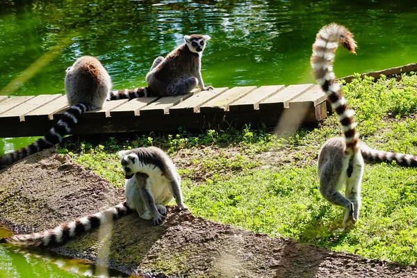 Vacker Utsikt Över Grupp Ringsvansade Lemurer Som Kopplar Djurparken — Stockfoto