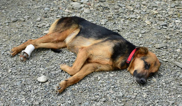 An injured brown and black dog with a collar laying on the ground in kennel