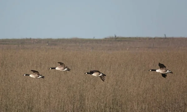 在阴郁的一天 鹅群在田野上空飞舞的浅浅的聚焦点 — 图库照片