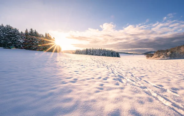 Ландшафт Поля Покрытого Снегом Деревья Лучами Солнца Утром — стоковое фото