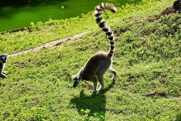Yeşil Çimlerde Yürüyen Küçük Bir Lemur — Stok fotoğraf