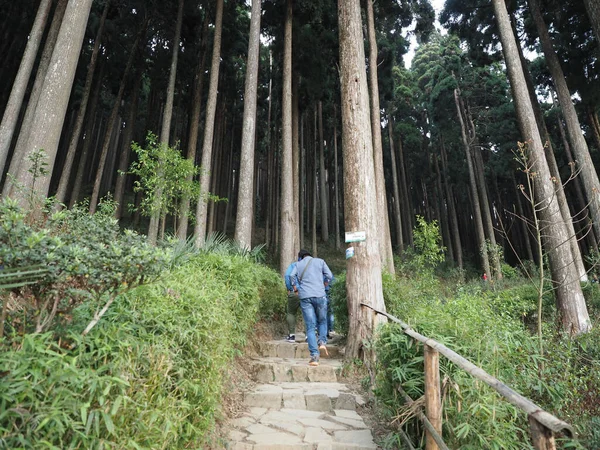 Pessoas Que Viajam Pela Floresta Pinheiros — Fotografia de Stock