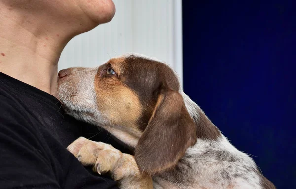 Filhote Cachorro Amigável Aconchegando Uma Mulher Segurando — Fotografia de Stock